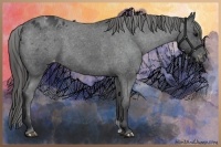 Horse Color:Blue Roan Appaloosa