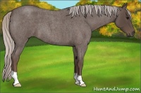 Horse Color:Silver Blue Roan