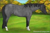 Horse Color:Blue Roan 