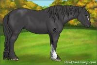 Horse Color:Smoky Black 
