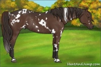 Horse Color:White Spotted Liver Chestnut Rabicano 