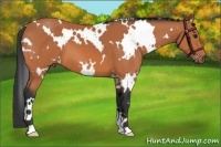 Horse Color:White Spotted Bay 