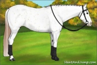 Horse Color:White Spotted Bay Dun Splash Appaloosa 