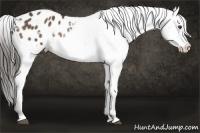 Horse Color:White Spotted Liver Chestnut Appaloosa