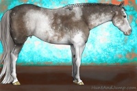 Horse Color:Liver Chestnut Sabino Splash
