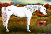 Horse Color:Amber Cream Champagne Pearl Appaloosa 