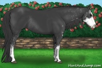 Horse Color:Smoky Black Sabino Rabicano 