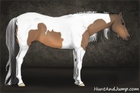 Horse Color:Buckskin Tobiano
