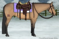 Horse Color:Buckskin 