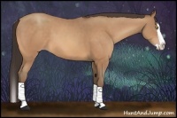 Horse Color:Amber Champagne Splash 