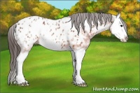 Horse Color:Brown Ice Splash Appaloosa