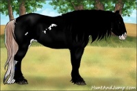 Horse Color:Buckskin Onyx Sabino Splash Appaloosa