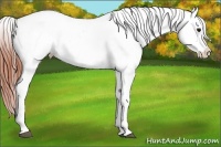 Horse Color:Bay Ice Roan Dun Appaloosa