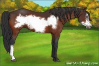 Horse Color:Bay Frame 