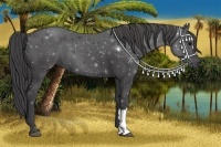 Horse Color:Smoky Black