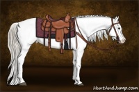 Horse Color:Chocolate Palomino Tobiano Appaloosa