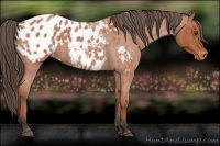 Horse Color:Bay Roan Appaloosa 