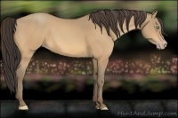 Horse Color:Amber Cream Champagne 