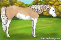 Horse Color:Silver Amber Champagne Splash