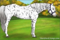 Horse Color:Black Near Leopard 