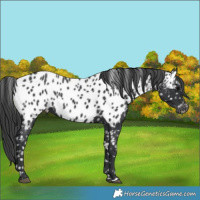 Horse Color:Black Near Leopard