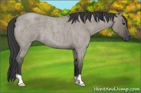 Horse Color:Smoky Grullo Roan 