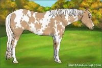 Horse Color:White Spotted Palomino