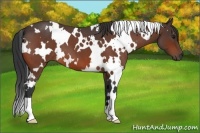 Horse Color:White Spotted Bay Roan