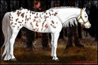 Horse Color:Bay Sabino Appaloosa 