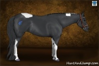 Horse Color:Black Tobiano Rabicano