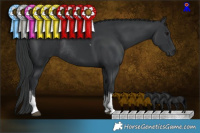 Horse Color:Black Tobiano Rabicano 