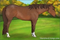 Horse Color:Liver Chestnut 