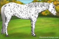 Horse Color:Blue Roan Appaloosa 