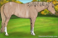 Horse Color:Chestnut Ice Rabicano 