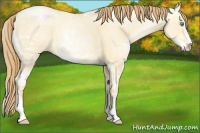 Horse Color:Gold Champagne Ice Pearl Dun Sabino Rabicano 