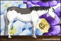 Horse Color:Grullo Splash 