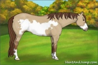 Horse Color:Red Dun Frame