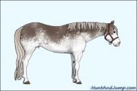 Horse Color:White Spotted Silver Black Sabino Rabicano