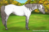 Horse Color:Grullo Appaloosa