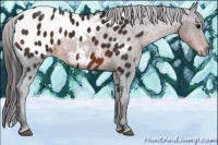 Horse Color:Brown Appaloosa Rabicano 