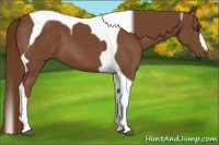 Horse Color:Chestnut Tobiano