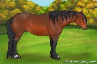 Horse Color:Bay Sabino 