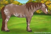 Horse Color:Chestnut Ice 