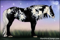 Horse Color:White Spotted Silver Buckskin Ice Dun Rabicano