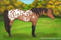 Horse Color:Bay Appaloosa 