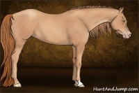 Horse Color:Gold Champagne 