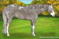 Horse Color:Chocolate Palomino Ice Sabino Splash