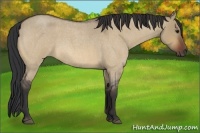 Horse Color:Bay Roan Dun 