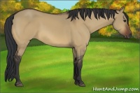 Horse Color:Bay Dun