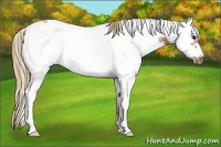 Horse Color:White Spotted Chestnut Frame